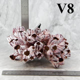 Barnacles 7-10"