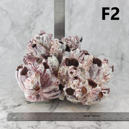 Barnacles 7-10"
