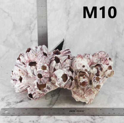 Barnacles 7-10"