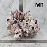 Barnacles 7-10"