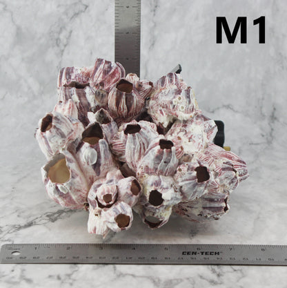 Barnacles 7-10"