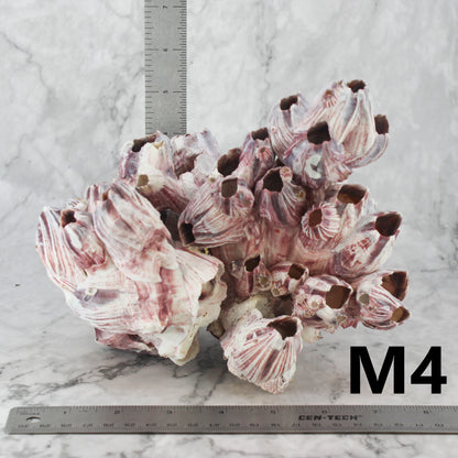 Barnacles 7-10"