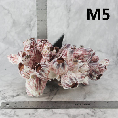 Barnacles 7-10"