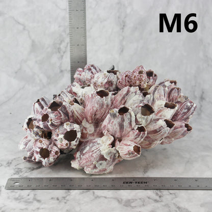Barnacles 7-10"