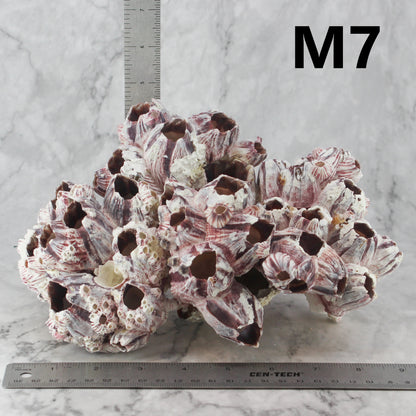 Barnacles 7-10"