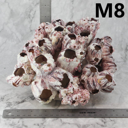 Barnacles 7-10"