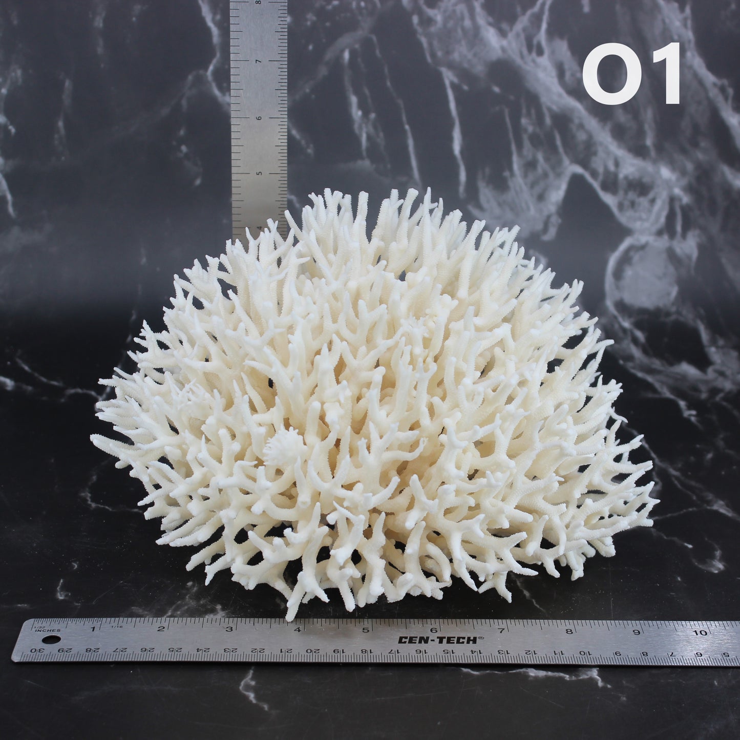 Birdsnest Coral 7-10"