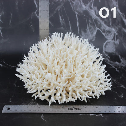 Birdsnest Coral 7-10"