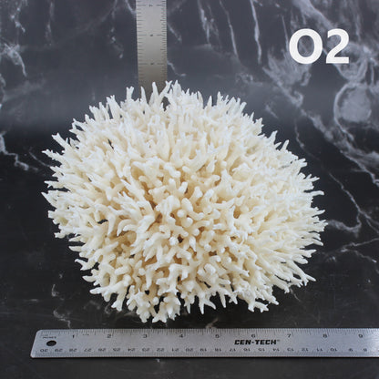 Birdsnest Coral 7-10"
