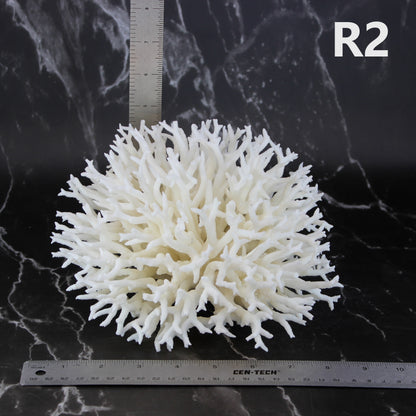 Birdsnest Coral 7-10"