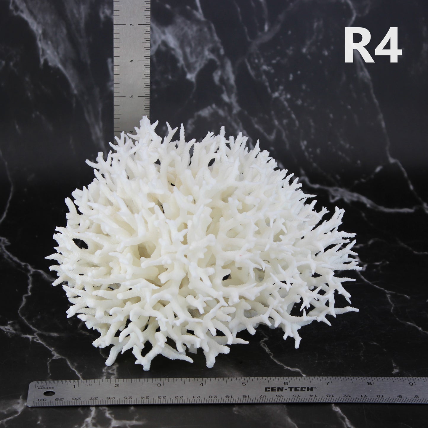 Birdsnest Coral 7-10"