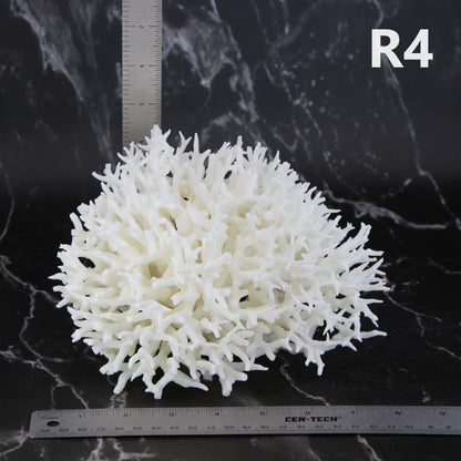 Birdsnest Coral 7-10"