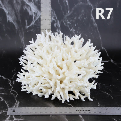 Birdsnest Coral 7-10"