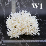 Birdsnest Coral 7-10"