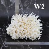 Birdsnest Coral 7-10"