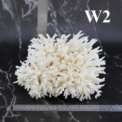 Birdsnest Coral 7-10"