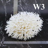 Birdsnest Coral 7-10"