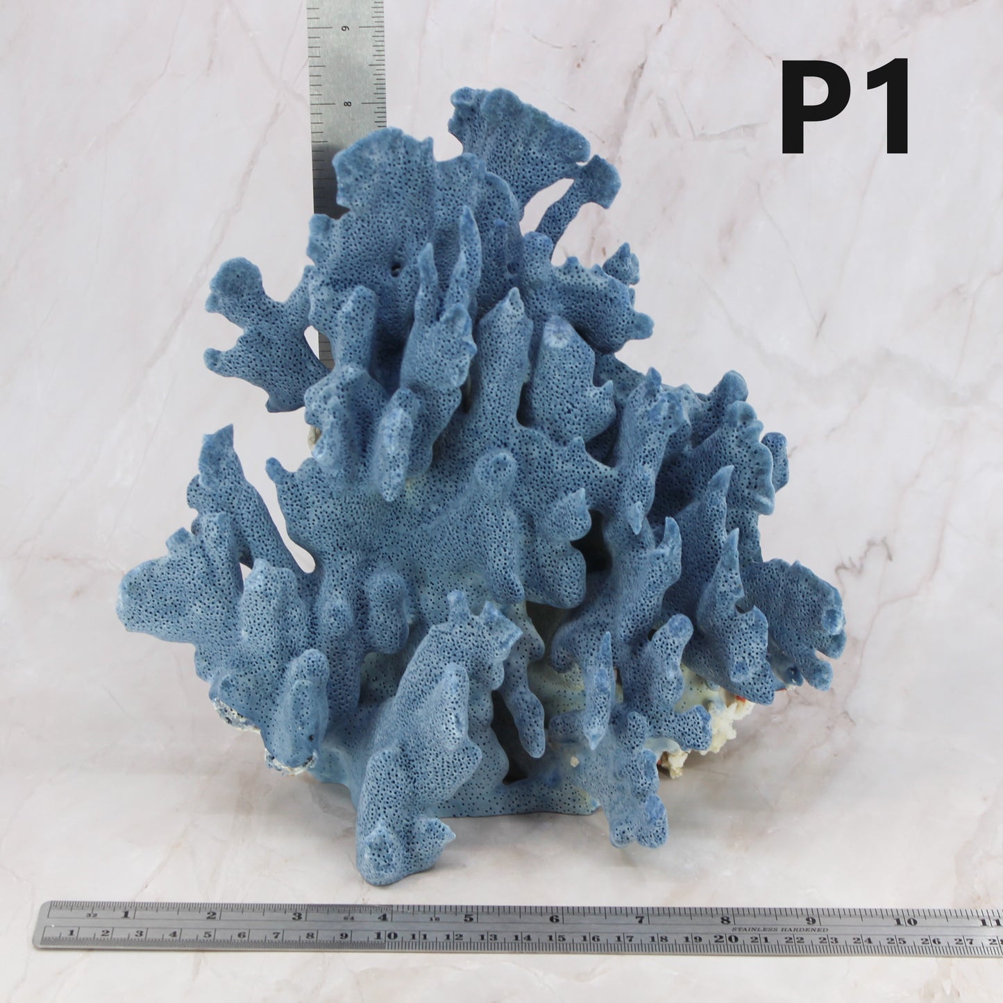 Blue Coral 7-10"