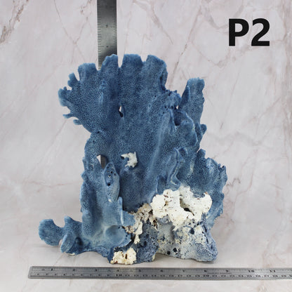 Blue Coral 7-10"