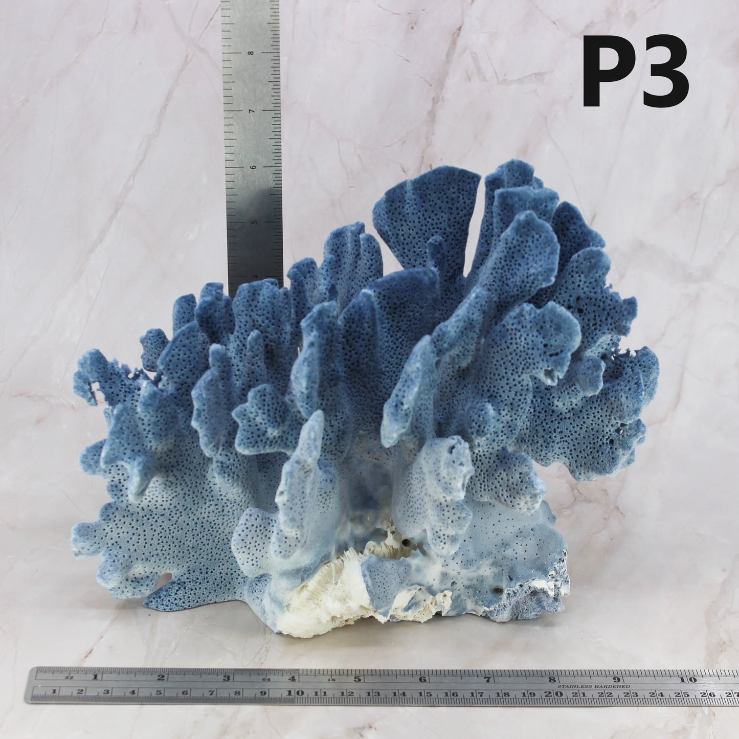 Blue Coral 7-10"