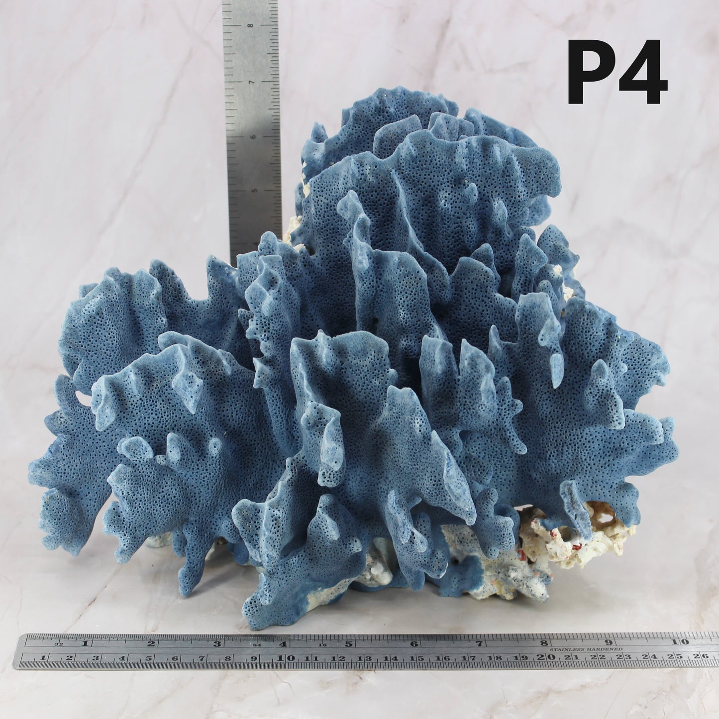 Blue Coral 7-10"