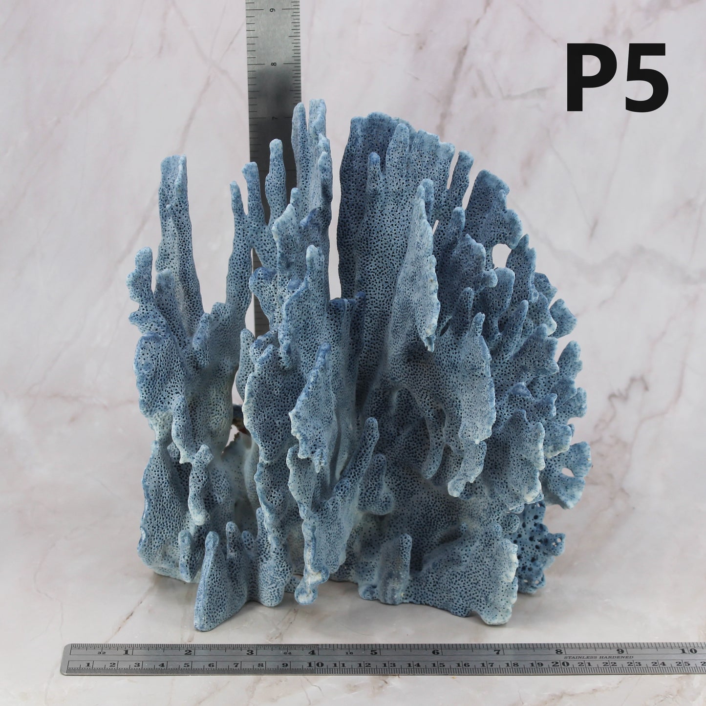 Blue Coral 7-10"