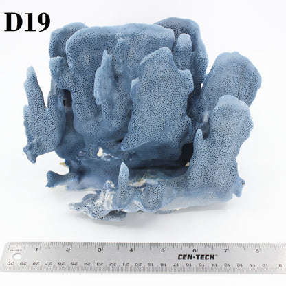 Blue Coral 7-10"
