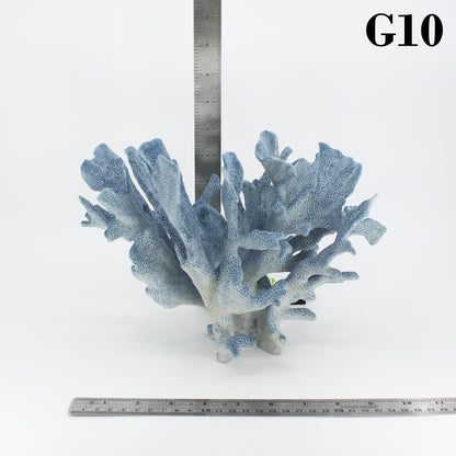 Blue Coral 7-10"