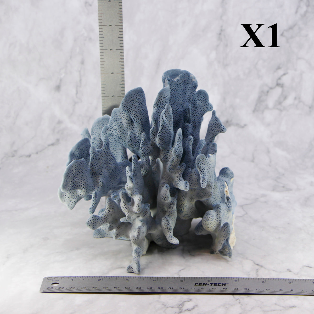 Blue Coral 7-10"