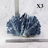 Blue Coral 7-10"