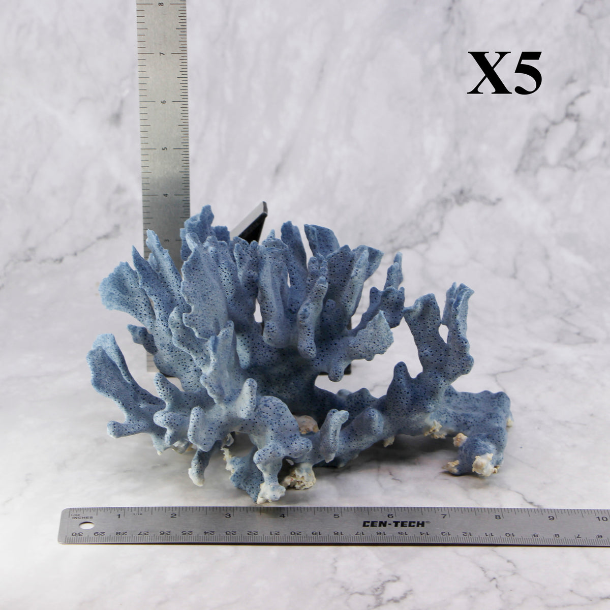 Blue Coral 7-10"