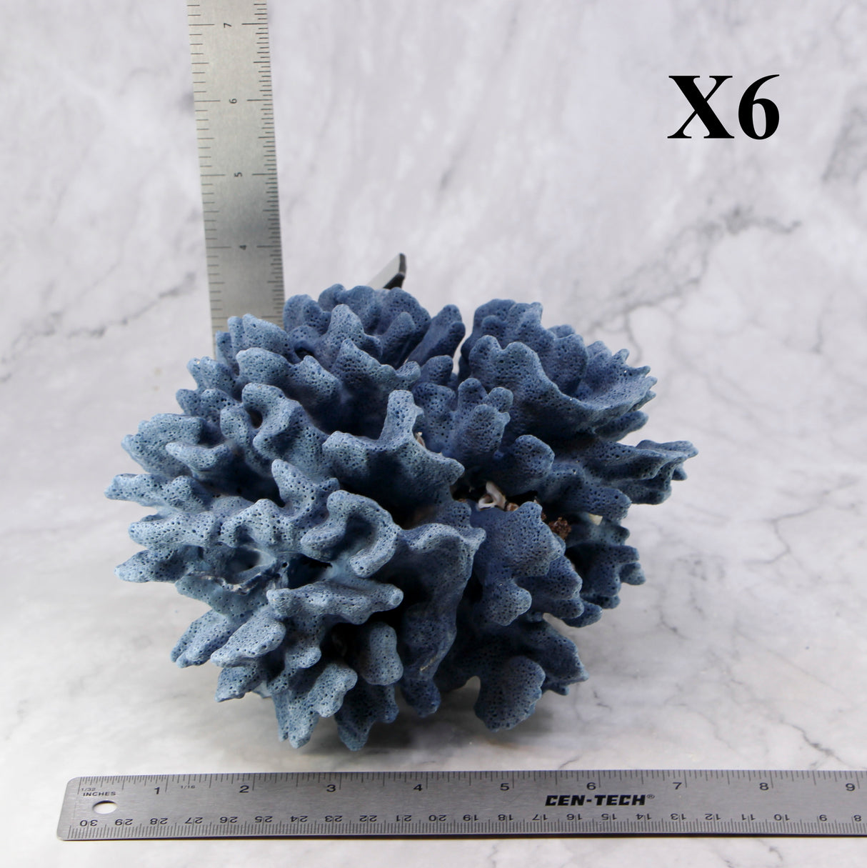 Blue Coral 7-10"