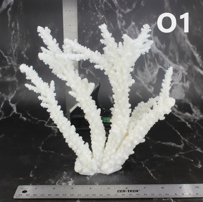 Branch Coral 7-10"