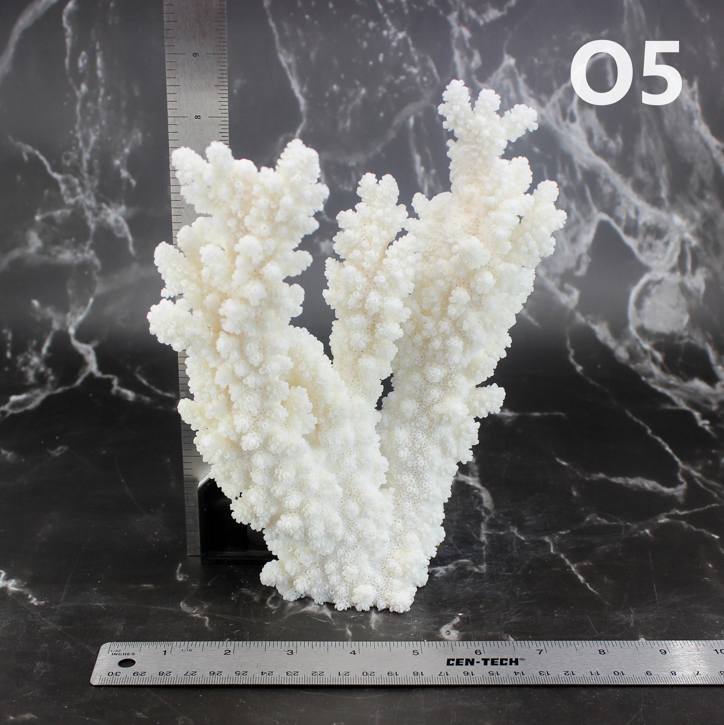 Branch Coral 7-10"