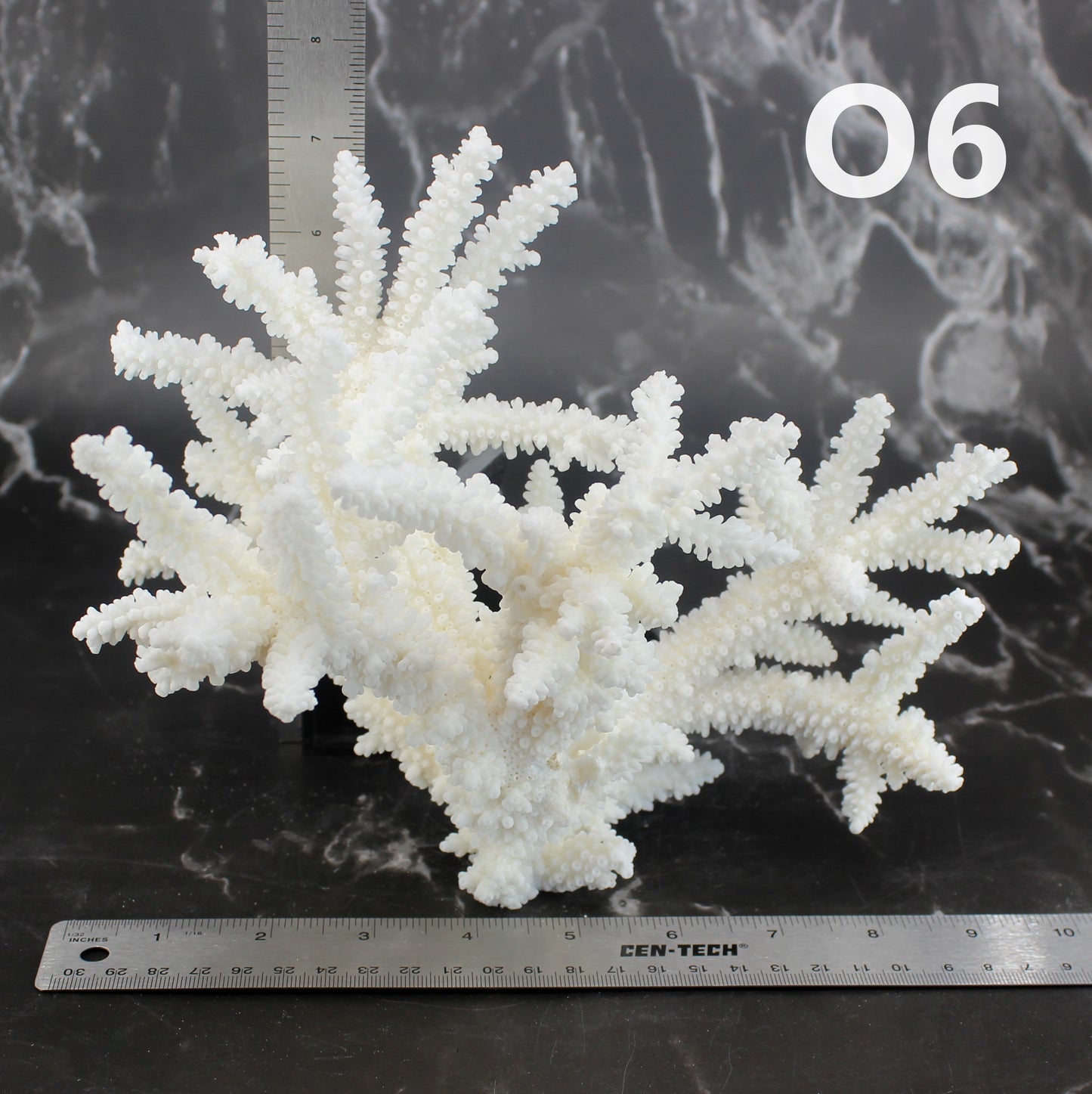 Branch Coral 7-10"