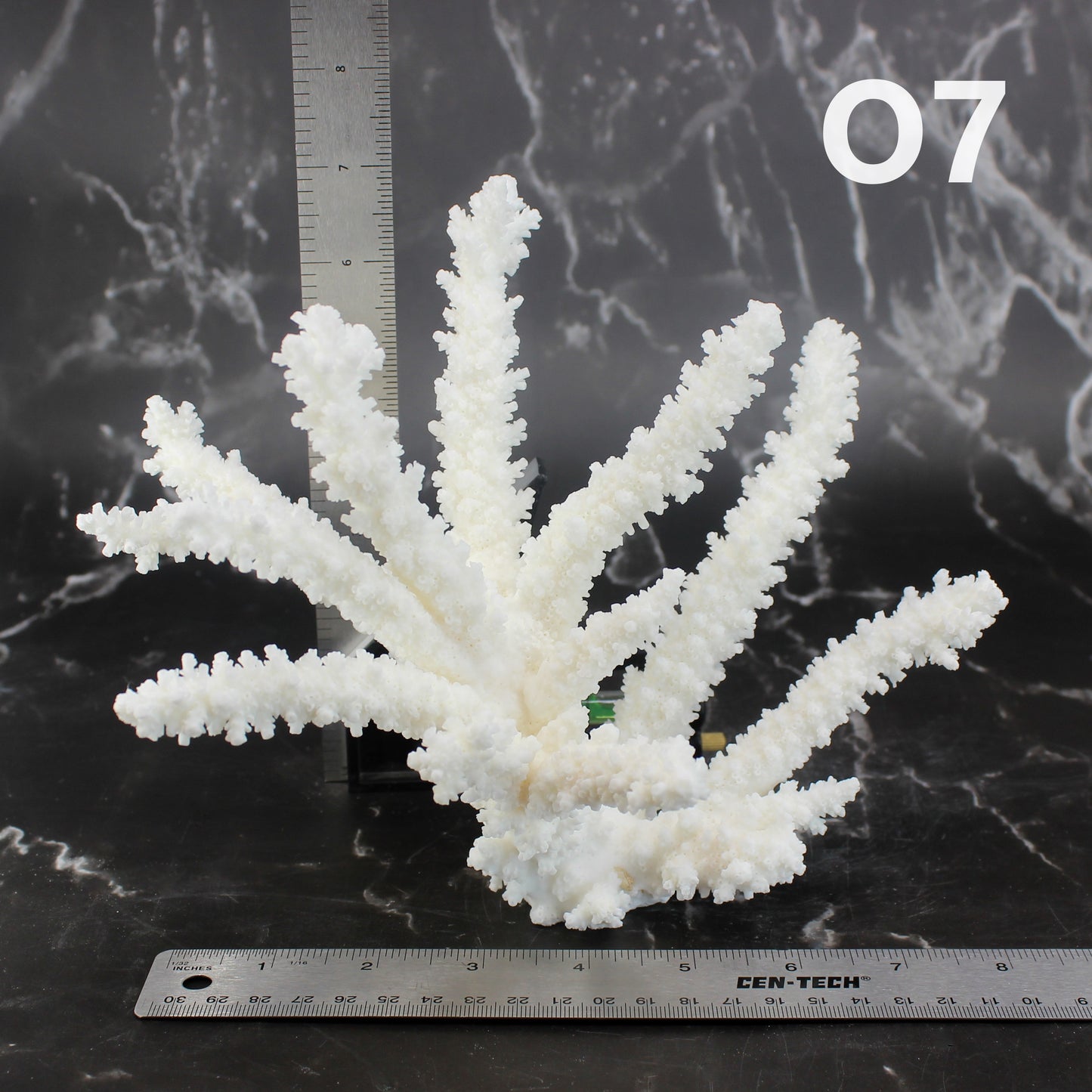 Branch Coral 7-10"