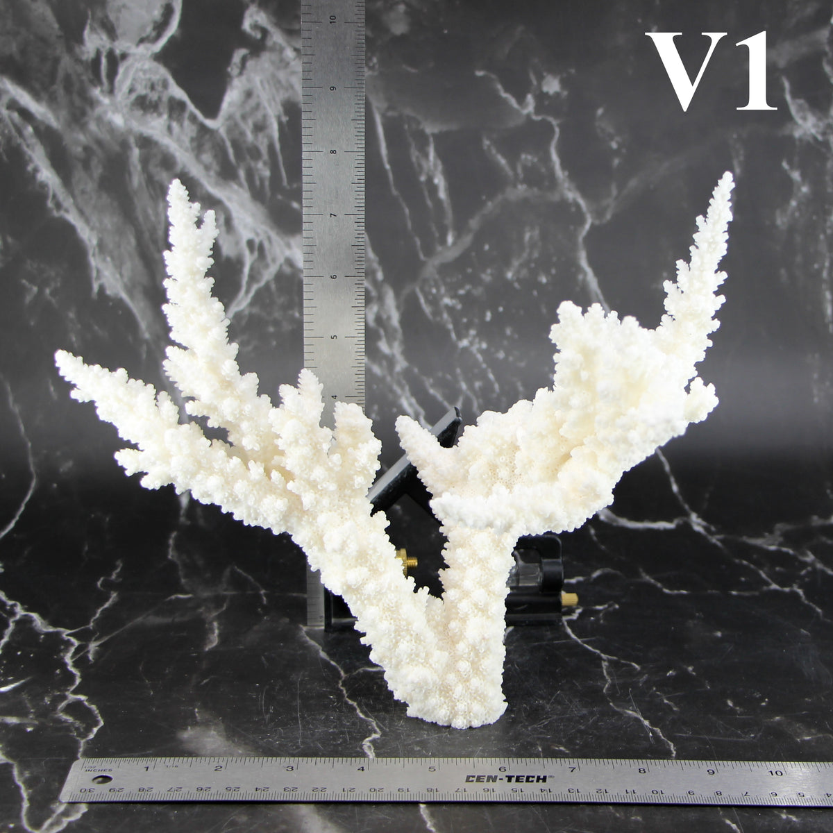 Branch Coral 7-10"