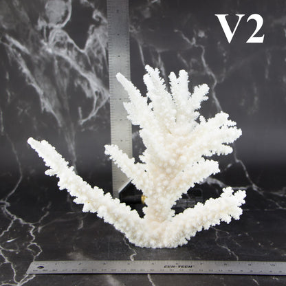 Branch Coral 7-10"