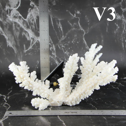 Branch Coral 7-10"