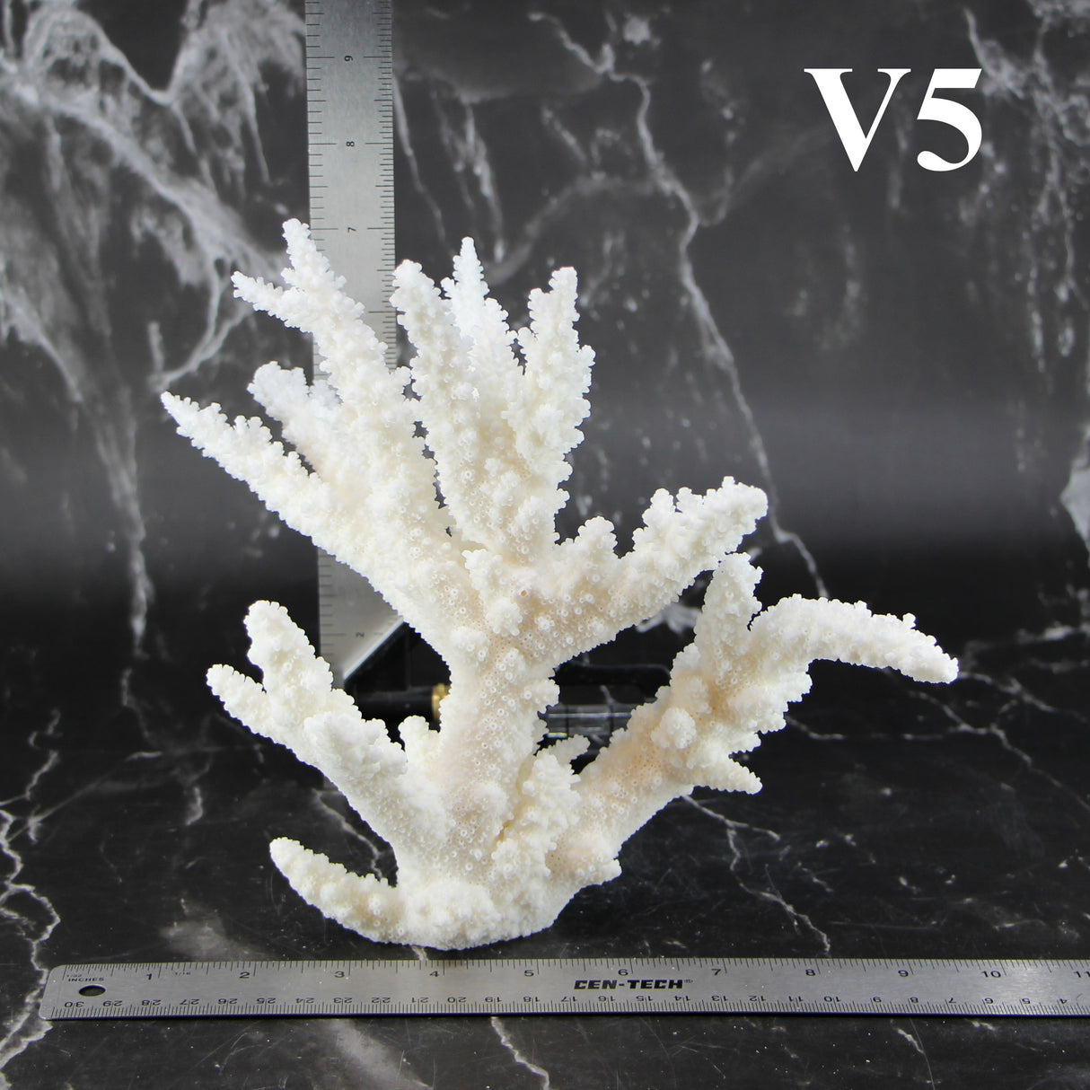 Branch Coral 7-10"