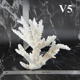 Branch Coral 7-10"