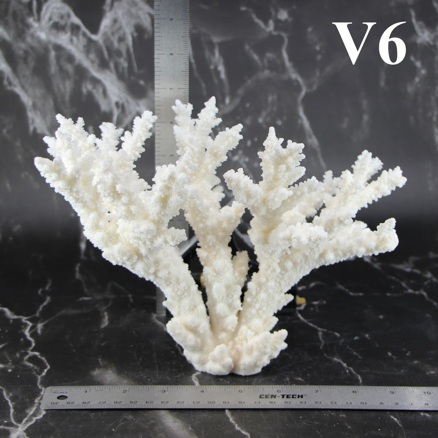 Branch Coral 7-10"