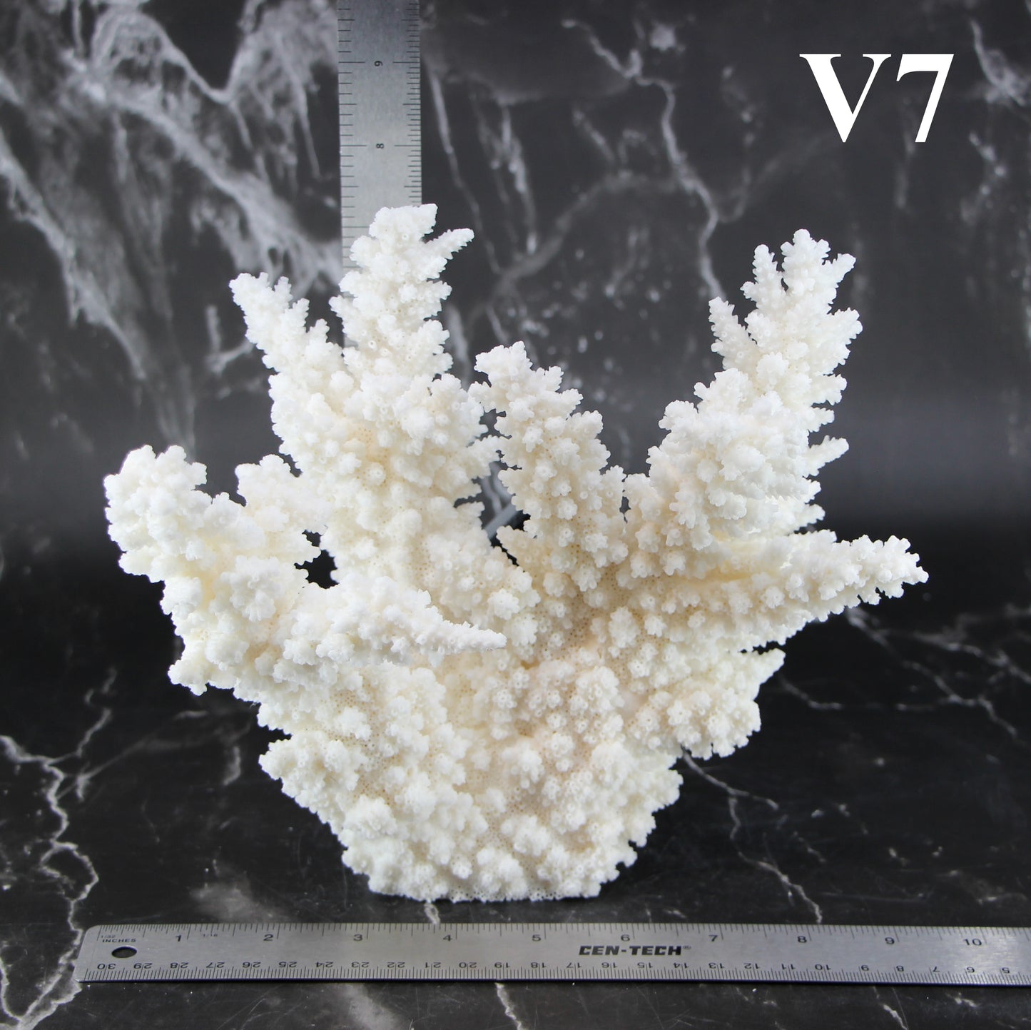 Branch Coral 7-10"