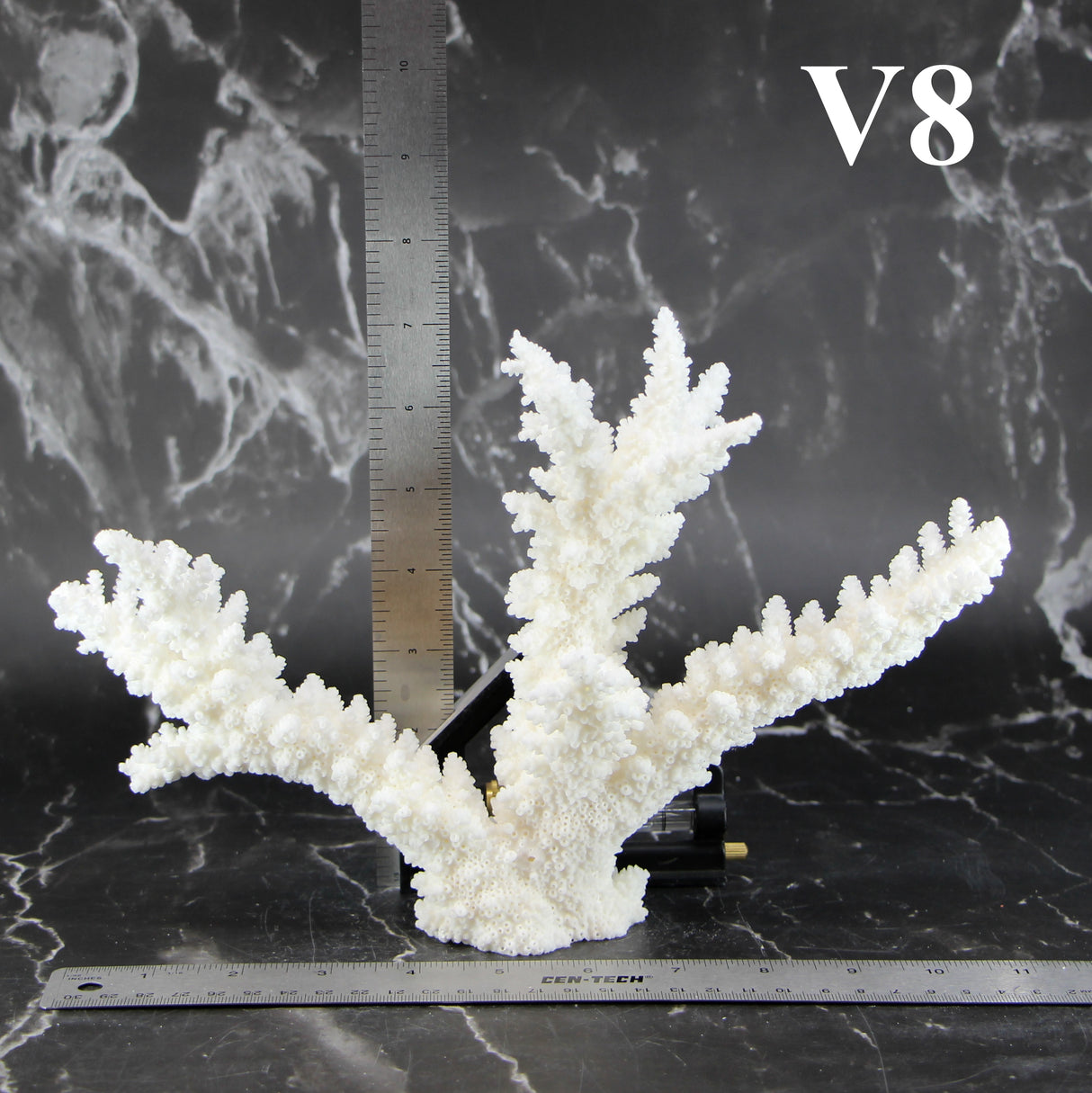 Branch Coral 7-10"