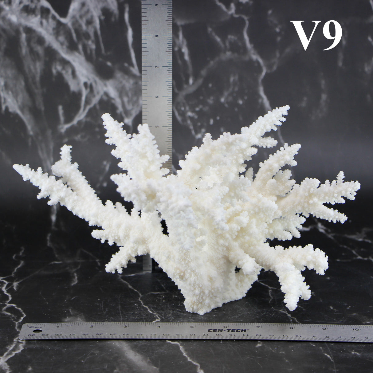 Branch Coral 7-10"