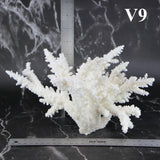 Branch Coral 7-10"