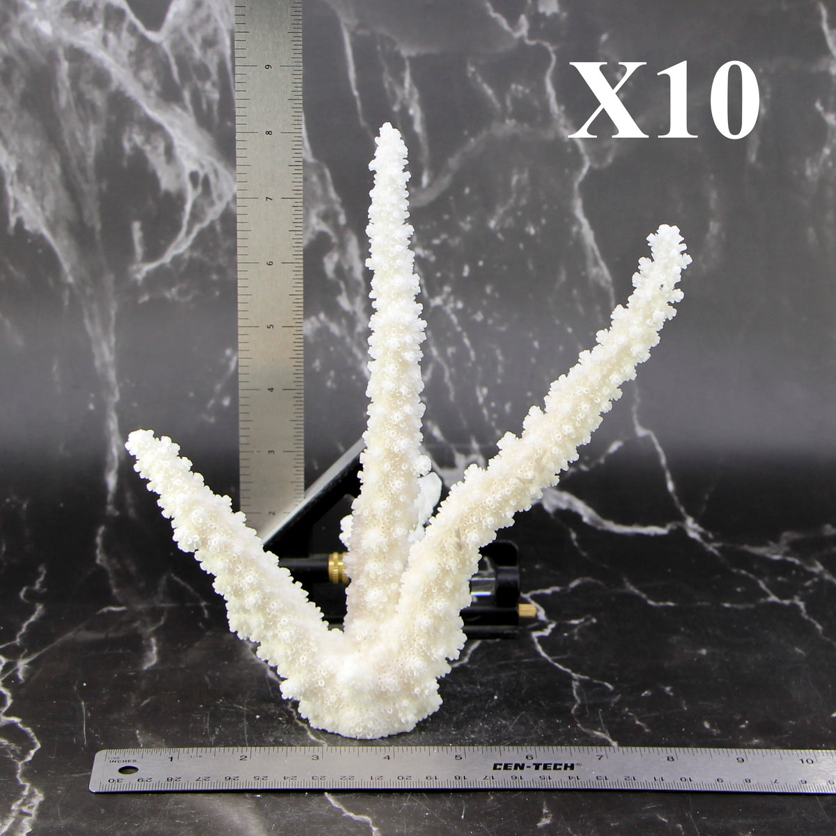 Branch Coral 7-10"