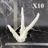Branch Coral 7-10"