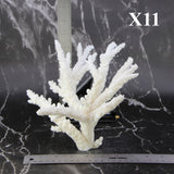 Branch Coral 7-10"