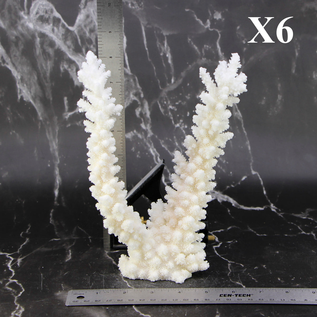 Branch Coral 7-10"
